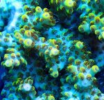 画像2: Acropora (2)