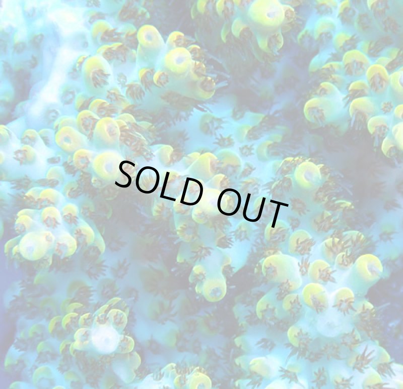 画像2: Acropora (2)