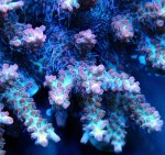 画像2: Acropora (2)
