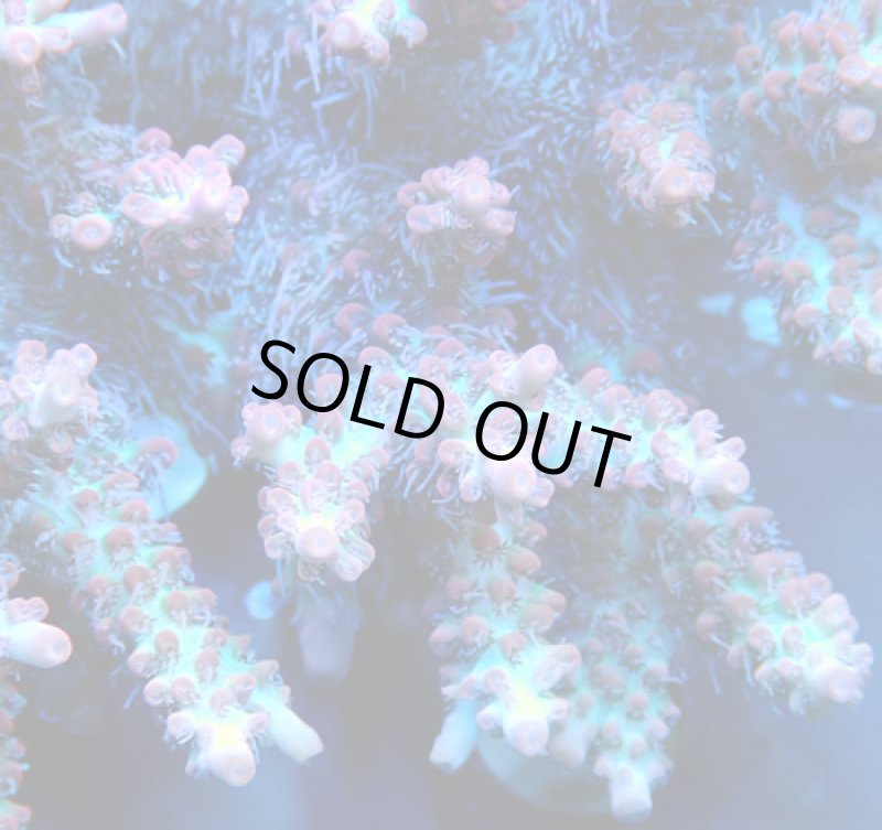 画像2: Acropora (2)