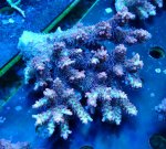 画像1: Acropora (1)