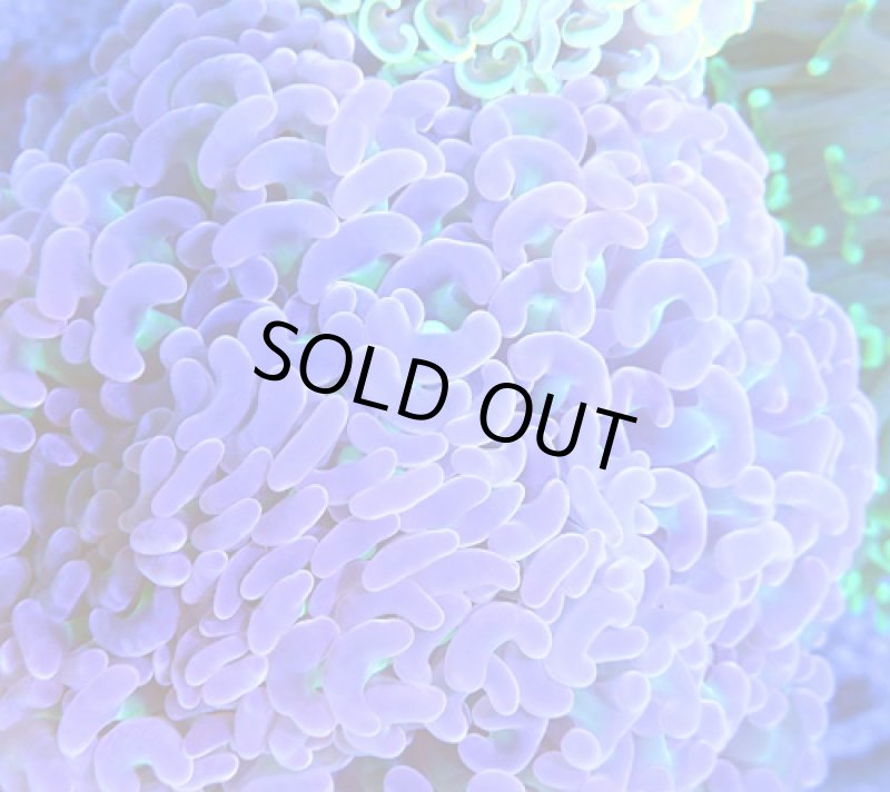 画像2: ナガレハナ (2)