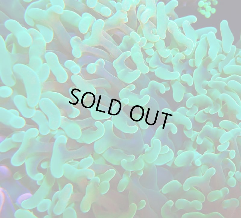 画像2: ナガレハナ (2)