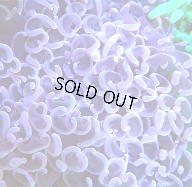 画像2: ナガレハナ (2)