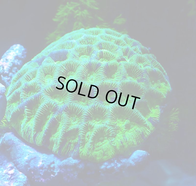 画像1: カメノコキクメイシ (1)