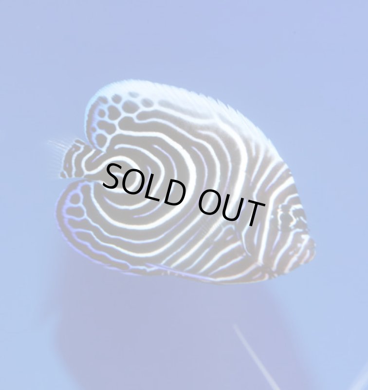 画像2: ウズマキ (2)