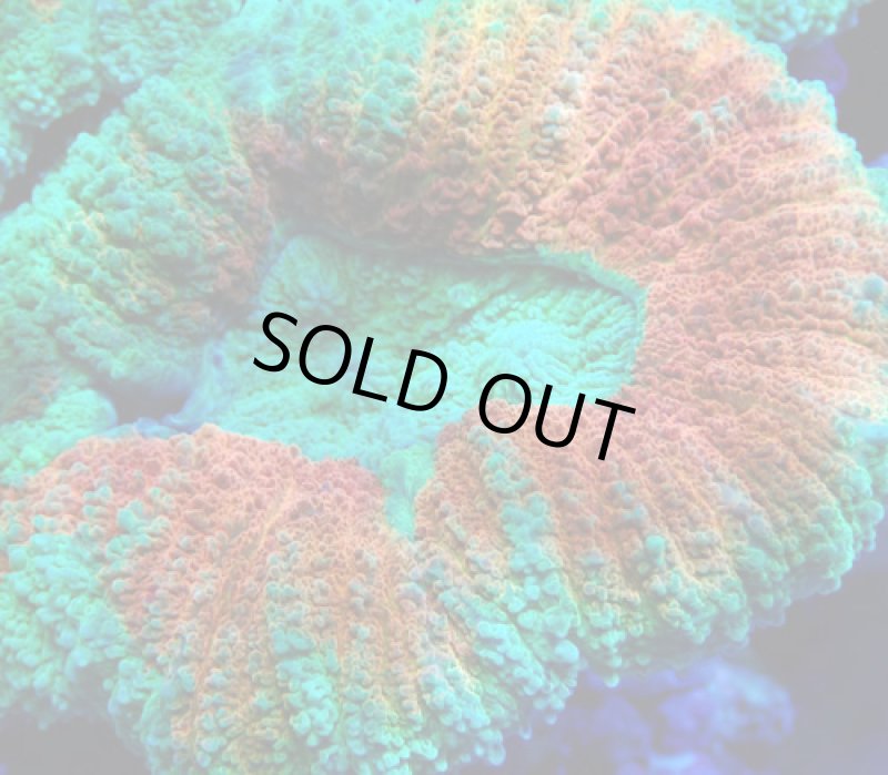 画像2: ハナガタ (2)