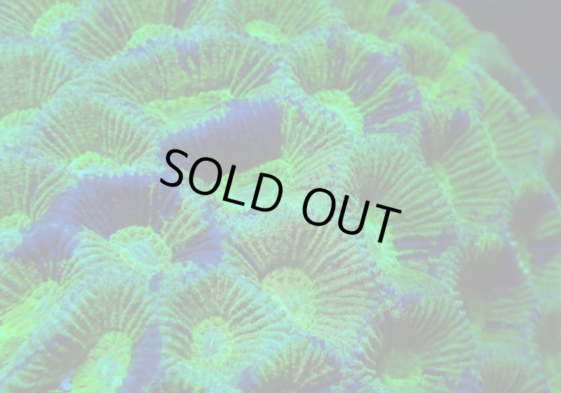 画像2: カメノコキクメイシ (2)