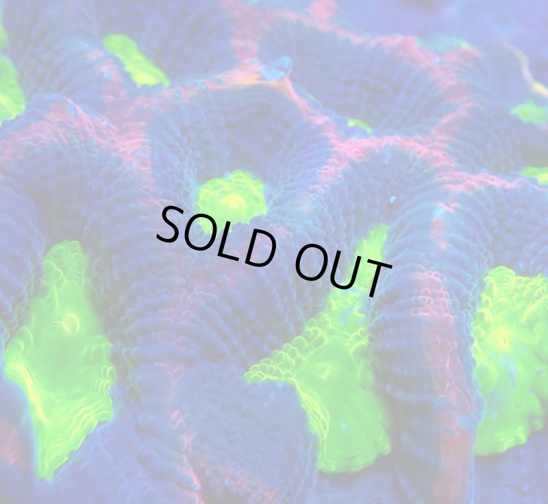 画像2: キクメイシ (2)