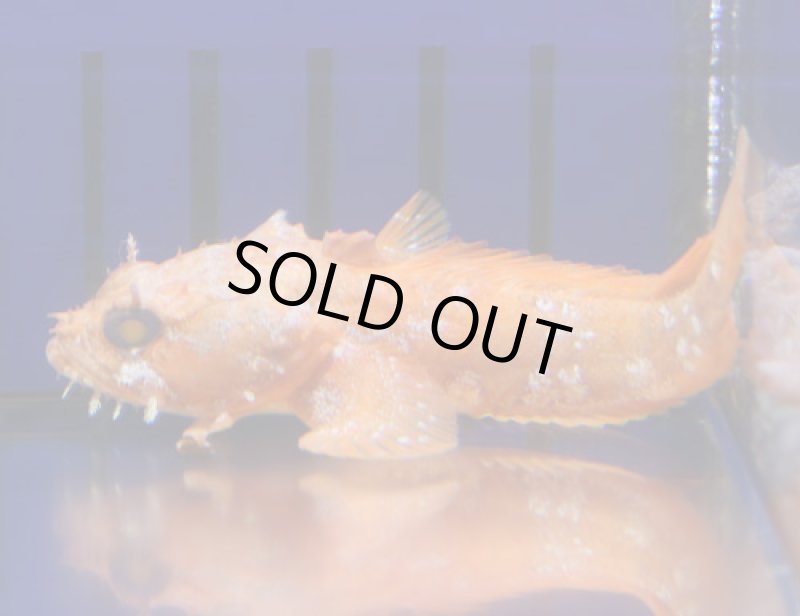 画像1: オレンジトードフィッシュ (1)