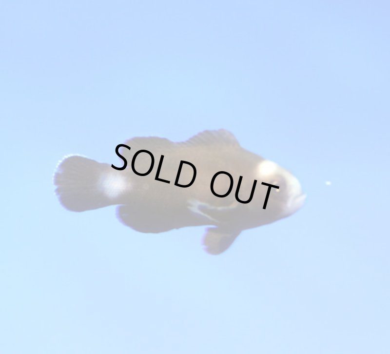 画像2: ミッドナイトクラウン (2)