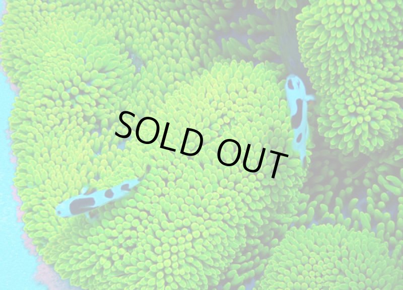 画像2: ハタゴイソギンチャク (2)