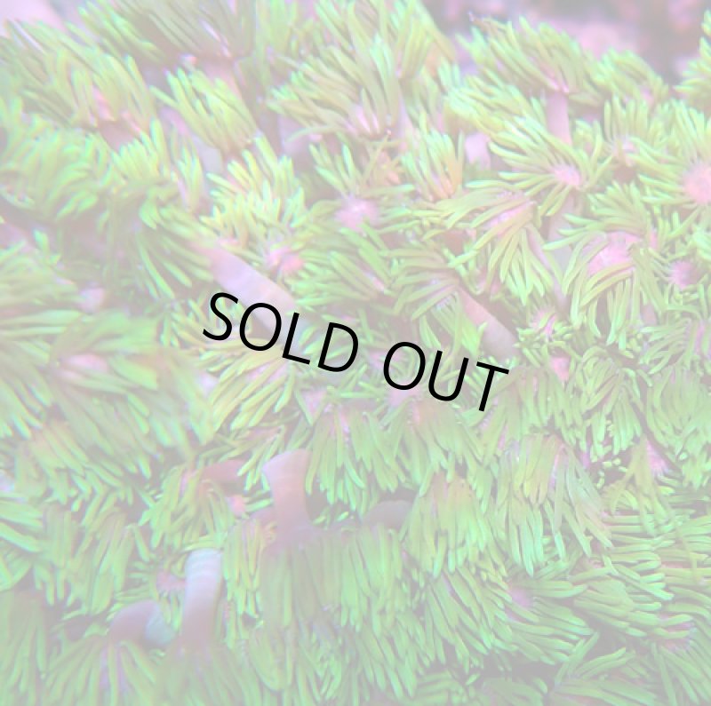 画像2: ハナガササンゴ　 (2)