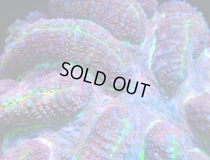 画像2: ハナガタ (2)