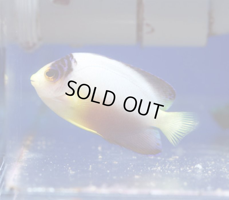 画像1: マルチカラーエンゼル (1)