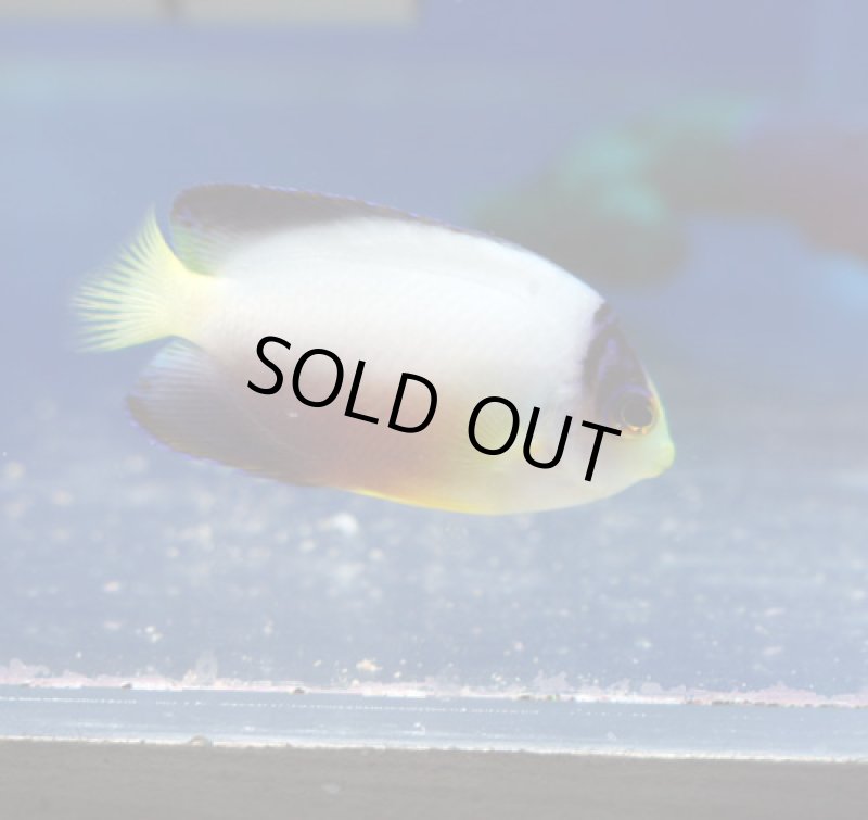 画像2: マルチカラーエンゼル (2)