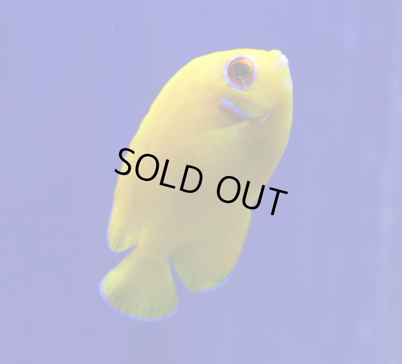 画像2: レモンピール (2)