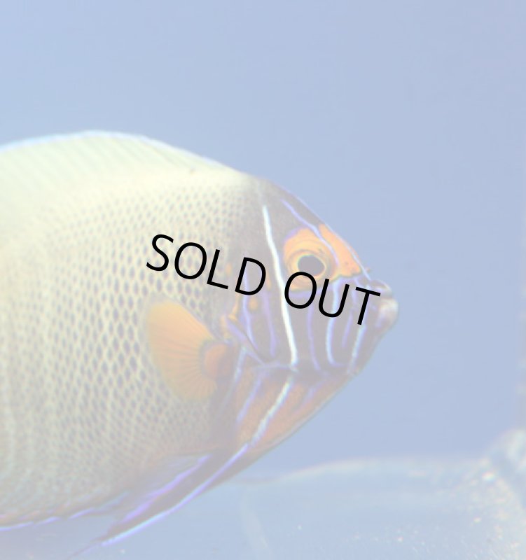 画像2: ブルーフェイス (2)