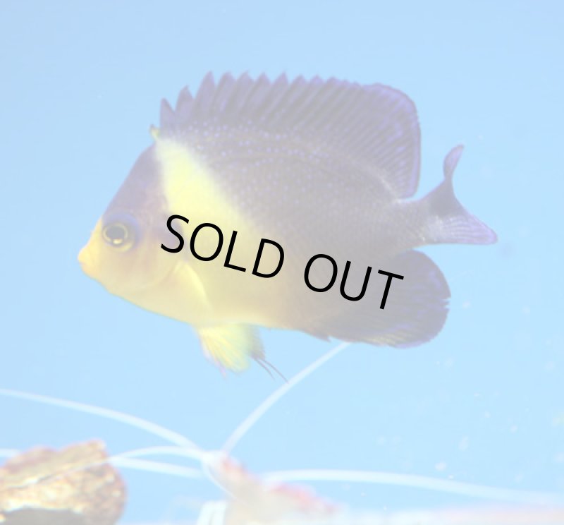 画像1: スミレヤッコ (1)