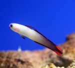 画像1: アケボノハゼ (1)