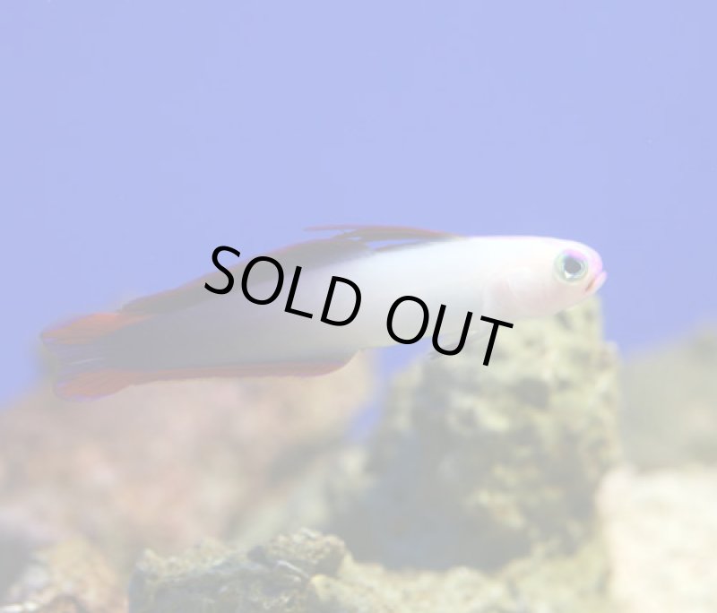 画像2: アケボノハゼ (2)