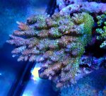 画像1: Acropora (1)