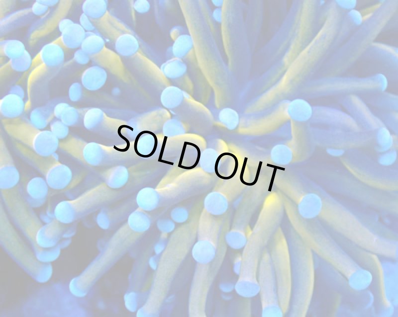 画像2: ハナサンゴ (2)