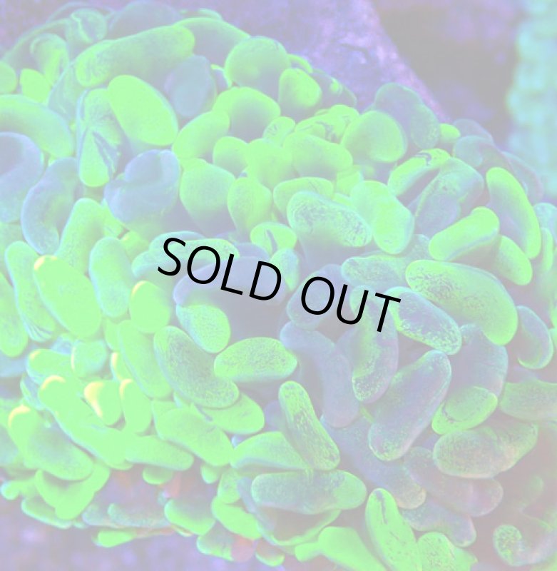 画像2: ナガレハナ (2)