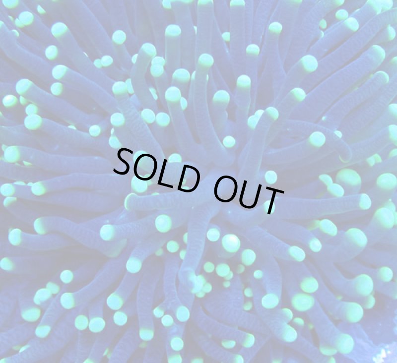 画像2: ハナサンゴ (2)