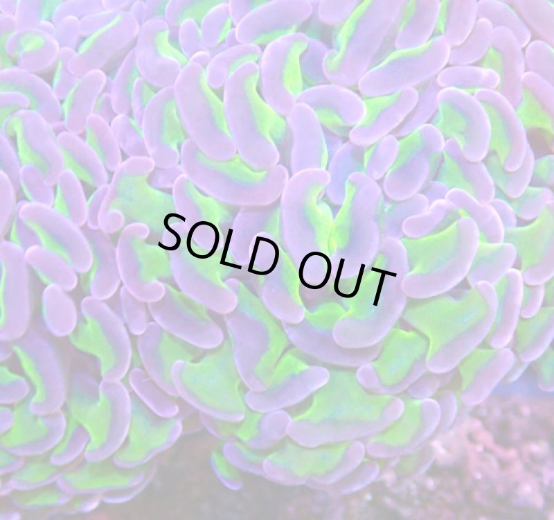 画像2: ナガレハナ (2)