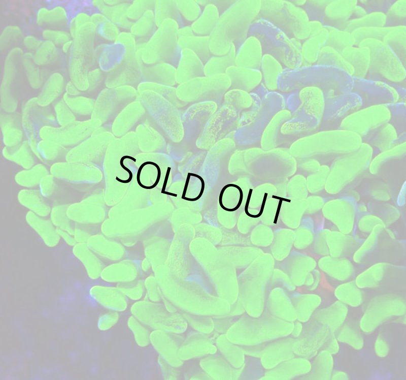 画像2: ナガレハナ (2)