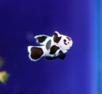 画像1: プレミアムピカソストームロングフィン (1)