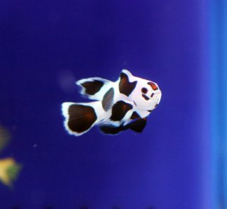 クマノミ・スズメ - AQUATIMES AIR