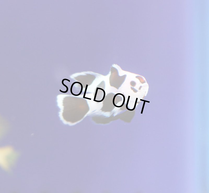 画像1: プレミアムピカソストームロングフィン (1)