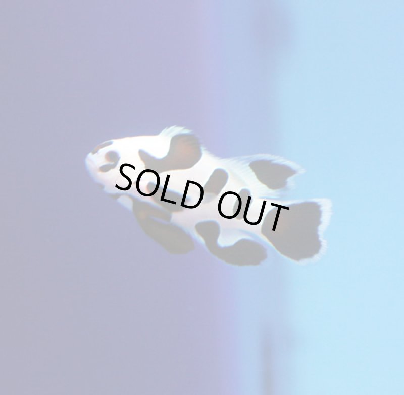 画像2: プレミアムピカソストームロングフィン (2)