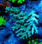 画像1: Acropora (1)