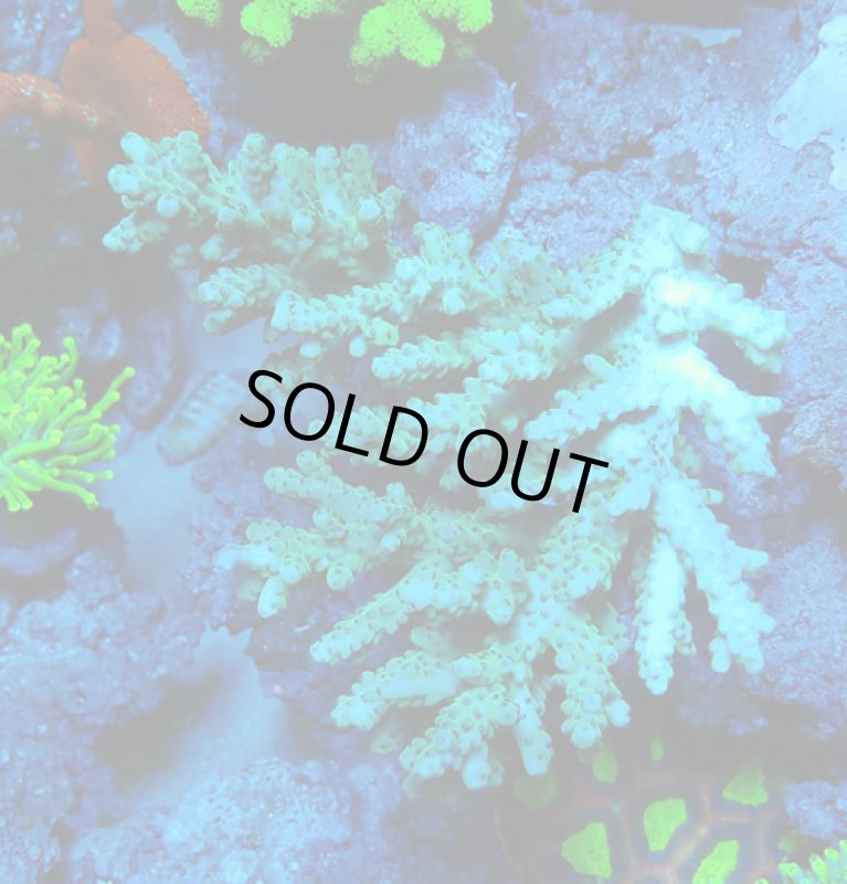画像1: Acropora (1)