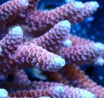 画像2: Acropora (2)