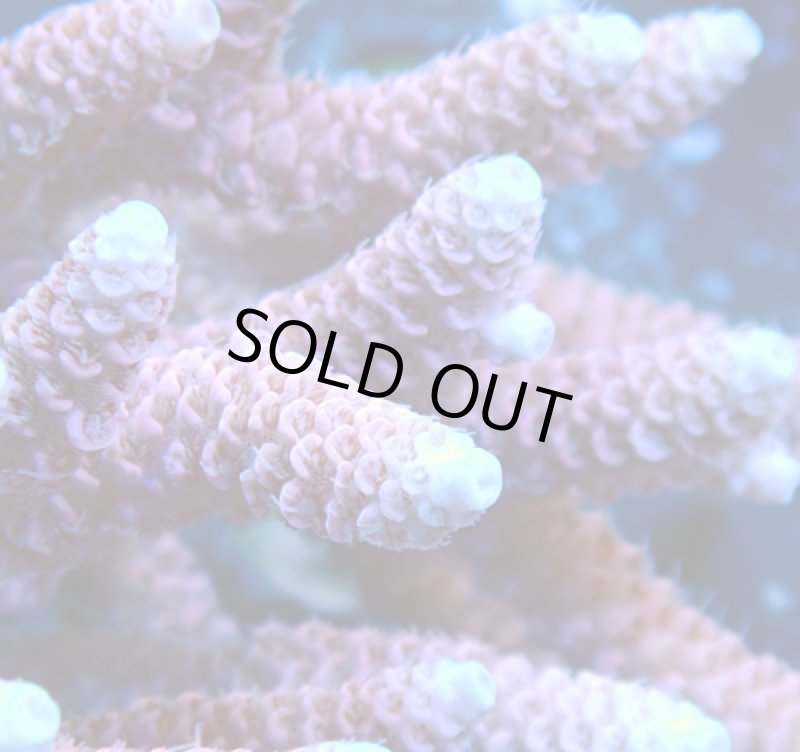 画像2: Acropora (2)