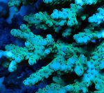 画像2: Acropora (2)