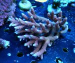 画像1: Acropora (1)