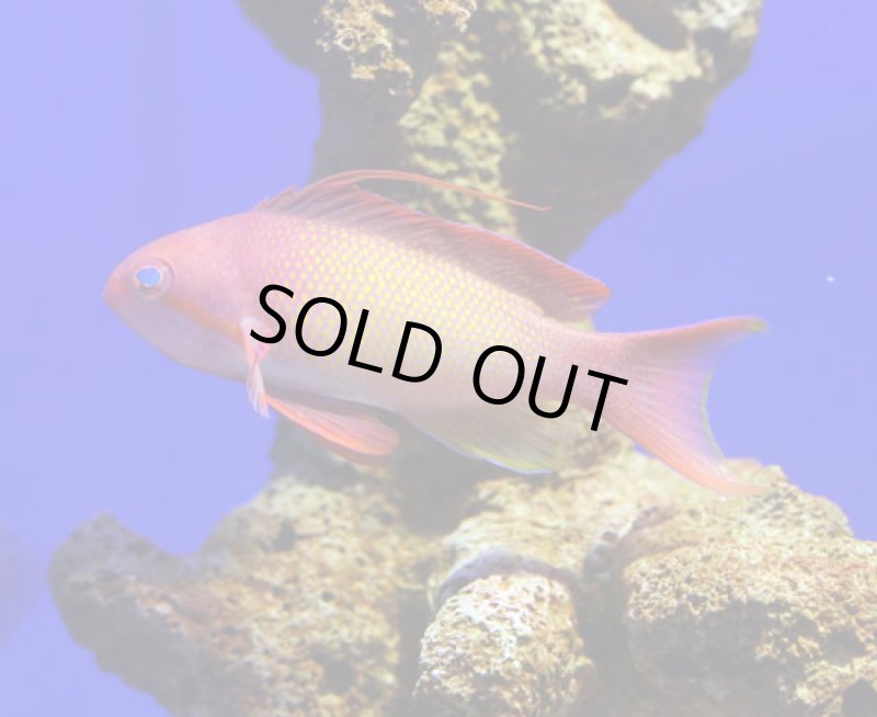 画像2: インドキンギョハナダイ (2)