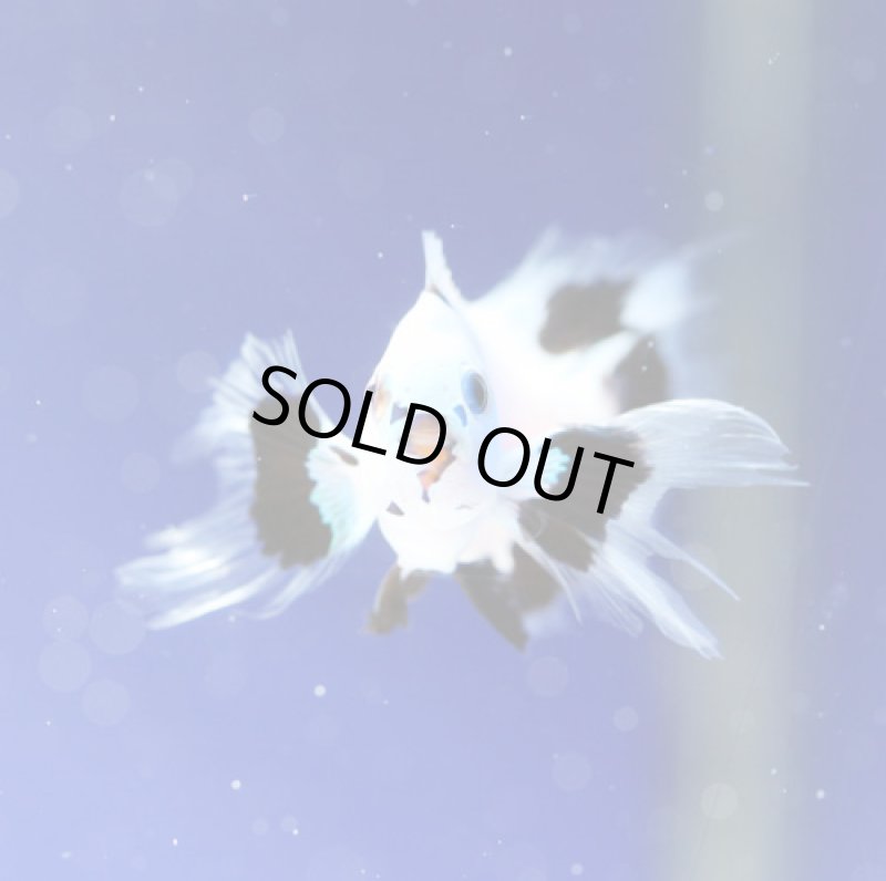 画像3: プラチナムストームロングフィン (3)