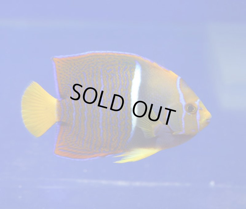 画像2: パッサーエンゼル (2)