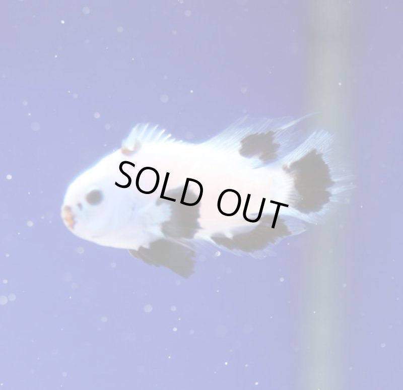 画像2: プラチナムストームロングフィン (2)