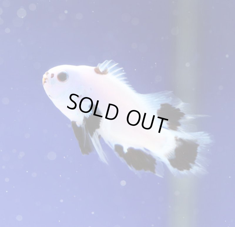 画像1: プラチナムストームロングフィン (1)