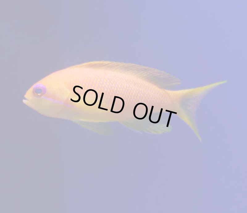 画像2: インドキンギョハナダイ (2)