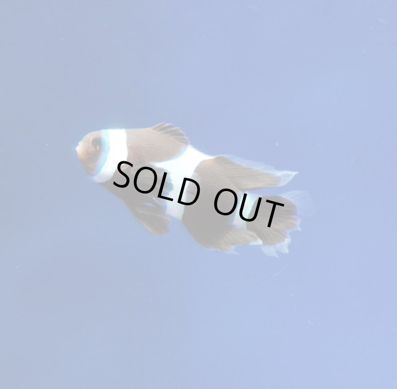 画像2: スペシャルパターンロングフィン (2)