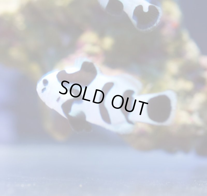 画像2: ブラックストーム (2)