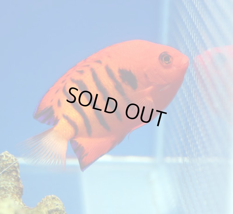 画像2: フレームエンゼル　 (2)